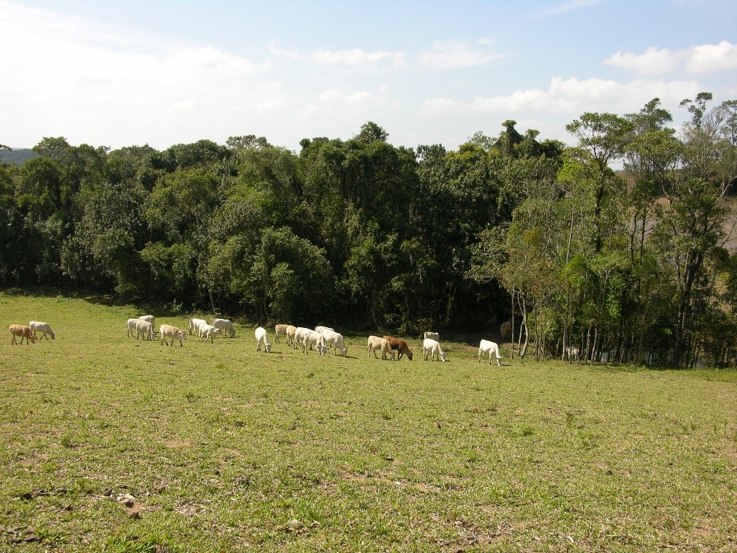 Bétail pâturant à l’orée d’un reste de forêt tropicale dans l’état de São Paulo au Brésil. Plus de 70% de la Forêt Atlantique d’Amérique du Sud a été détruite. Les aires protégées jouent un rôle crucial dans la conservation des habitats restants et de ses nombreuses espèces uniques [Crédit photo: Ana Rodrigues; CC-BY-4.0]