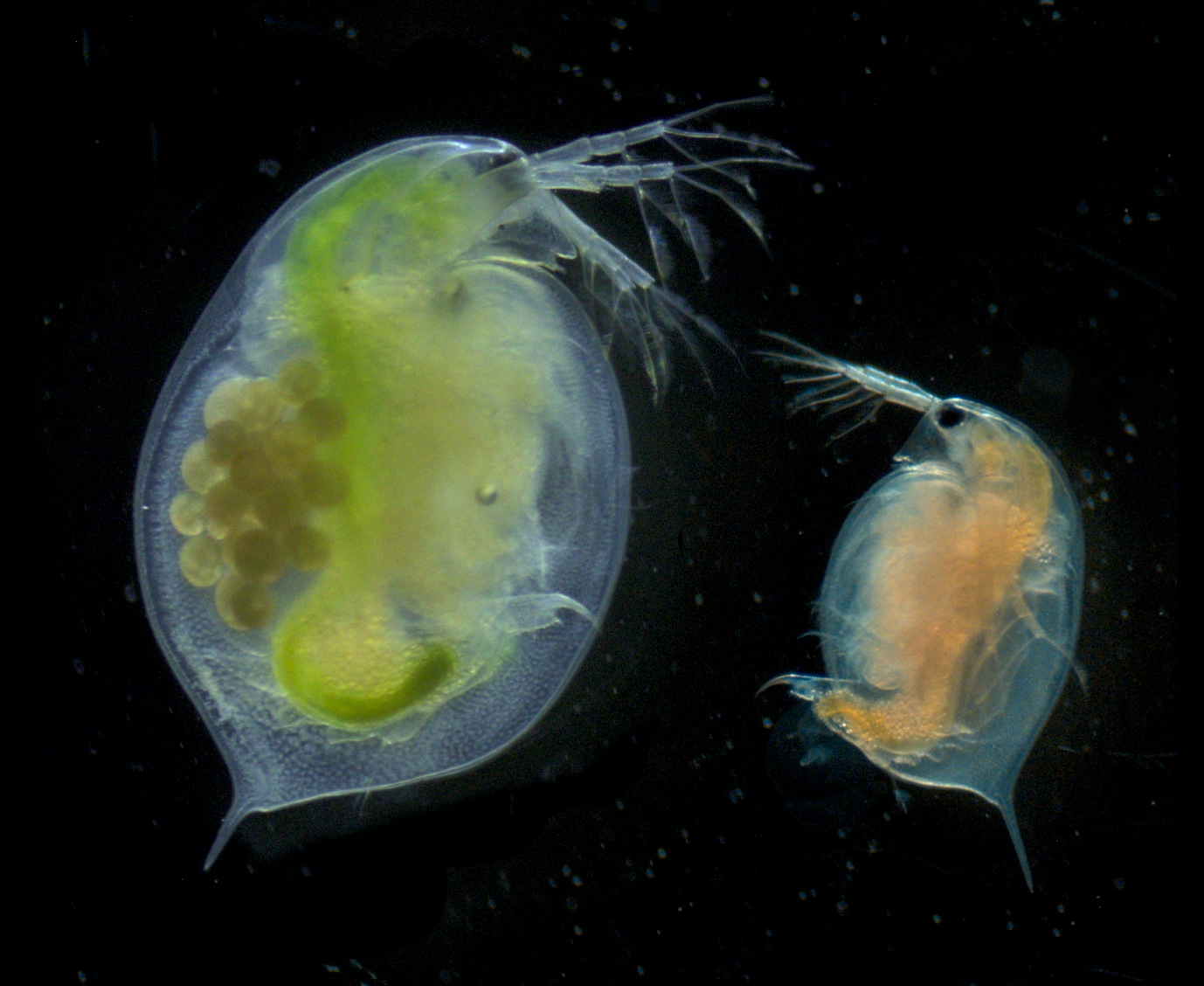 Photographie à la loupe binoculaire de deux clones de Daphnia magna nourries sur une ressource de bonne qualité (à gauche) ou de mauvaise qualité (à droite). Crédit photo : Ruiz Thomas