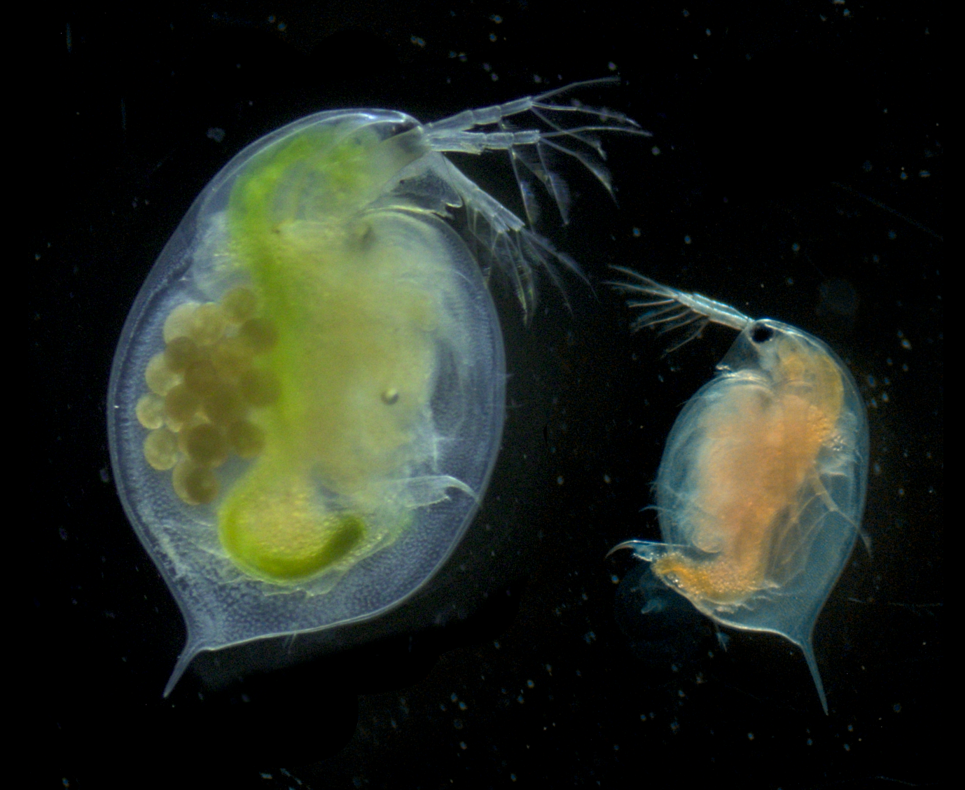  Photographie à la loupe binoculaire de deux clones de Daphnia magna nourries sur une ressource de bonne qualité (à gauche) ou de mauvaise qualité (à droite). Crédit photo : Ruiz Thomas