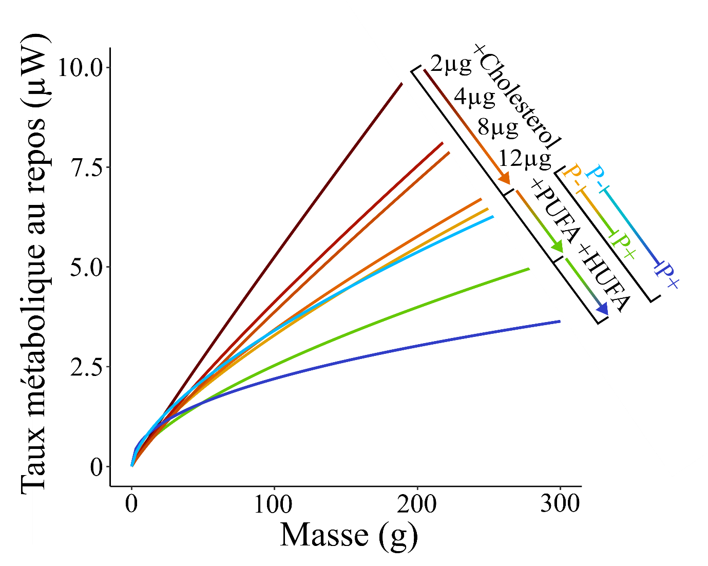 Figure présentant le taux métabolique au repos, i.e. la dissipation énergétique de l’organisme, en fonction de la masse de Daphnia magna soumise à différents traitements nutritionnels.