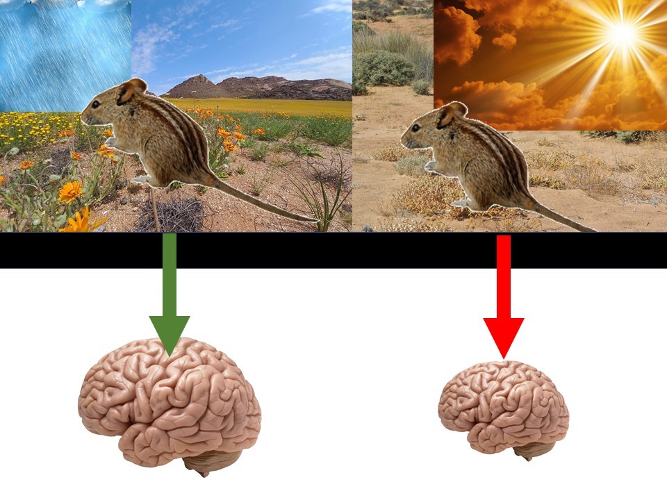 schema effet Dehnel