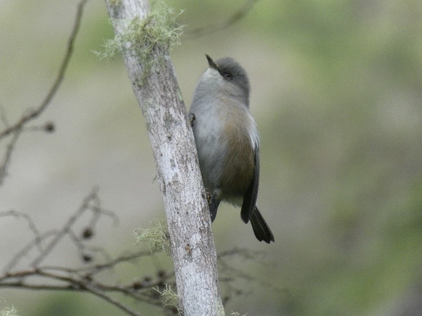 zostérops gris de La Réunion dans son habitat