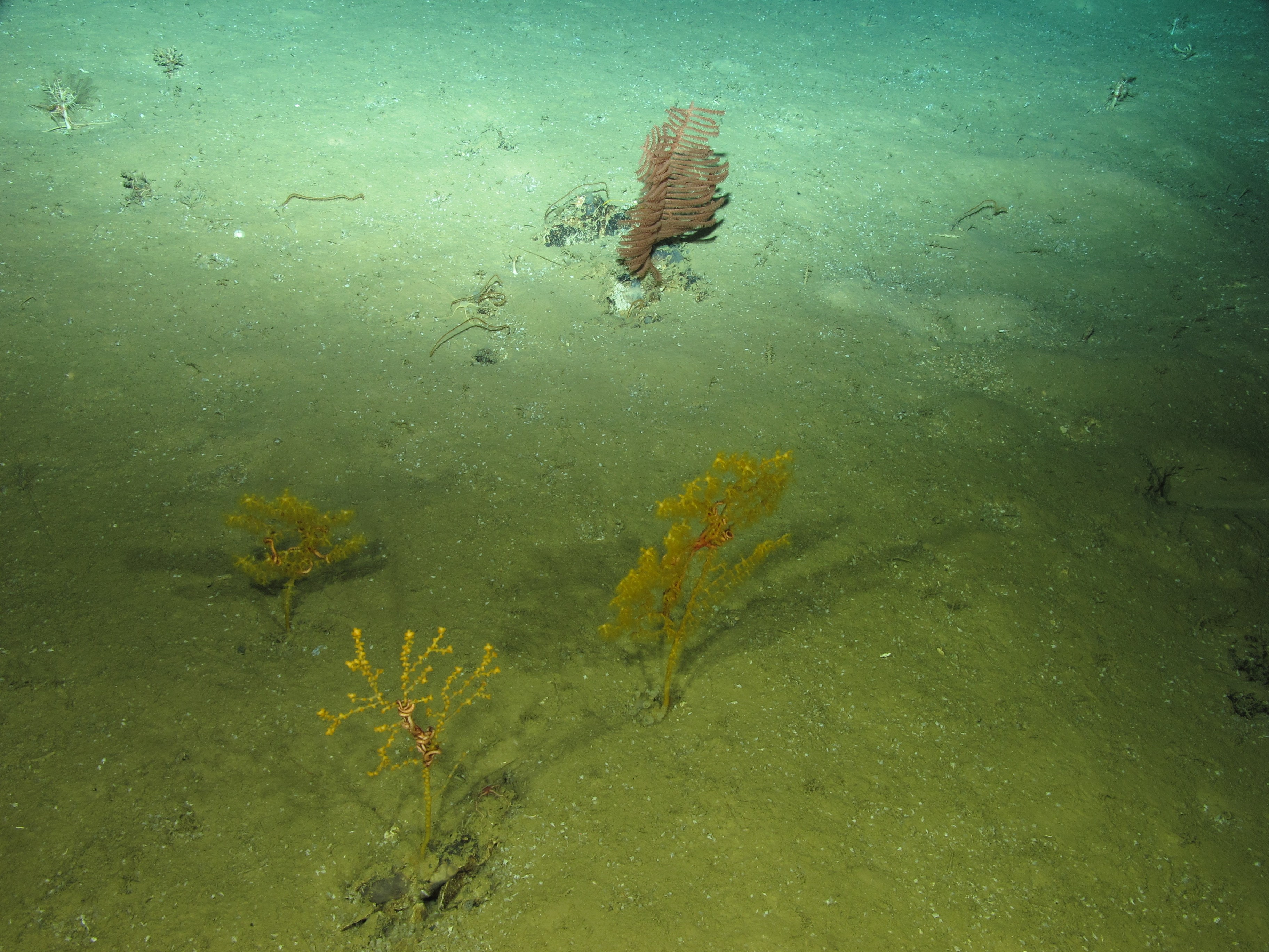 Gorgones et coraux noirs à 1960 m de profondeur dans le mont sous-marin Ormonde, documentés pendant l'expédition MEDWAVES (projet Atlas). Crédits : © MEDWAVES/IEO/ATLAS project
