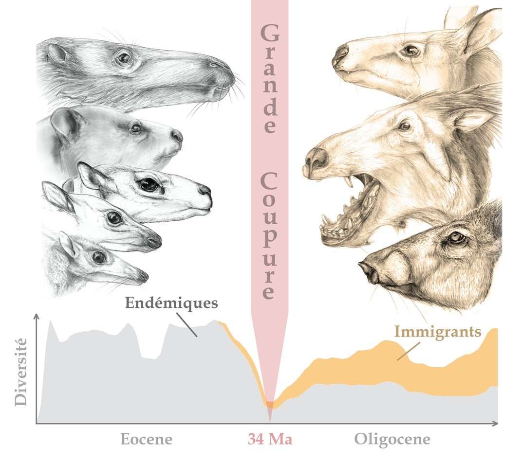 courbe diversité artiodactyles