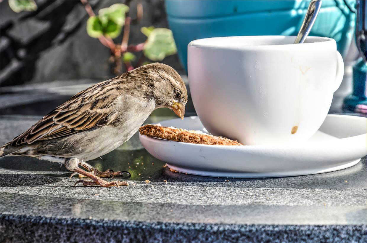 visuel moineau