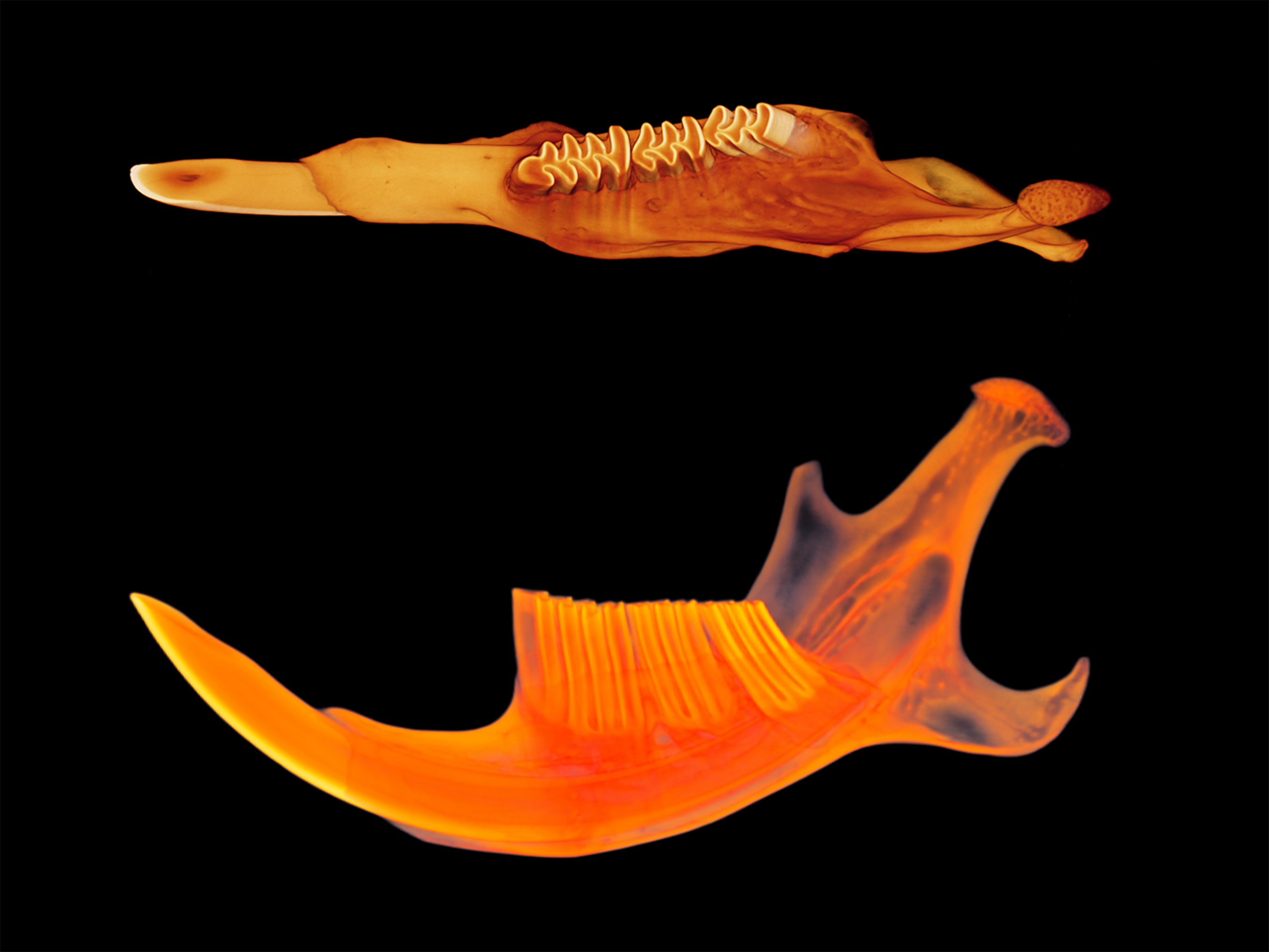 reconstruction_3D_cuspides