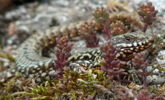 Lézard des murailles - © Jérémie Souchet