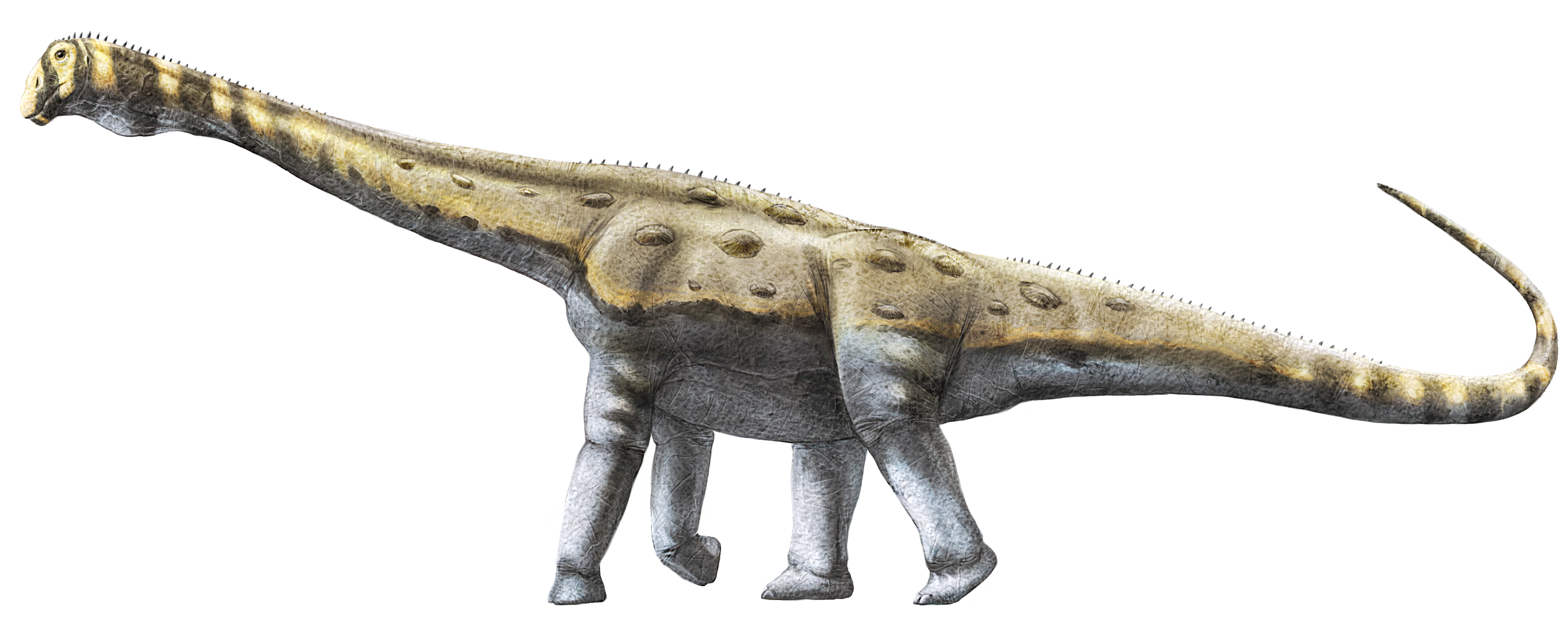 Reconstitution de Garrigatitan meridionalis