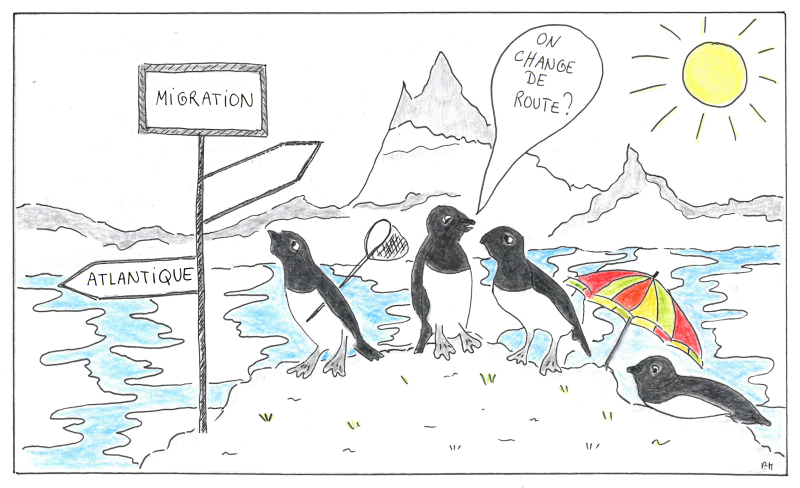 Le réchauffement climatique bouleverse la migration des oiseaux