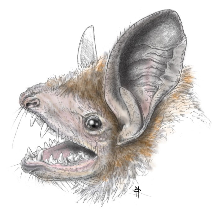 50-million-year-old bat explains origin of echolocation