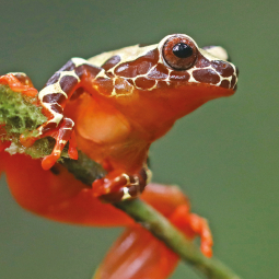 Grenouille 