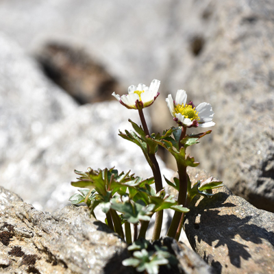 Renoncule des glaciers (Ranunculus glacialis) 