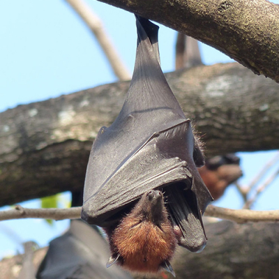 Roussette des îles (Pteropus hypomelanus)