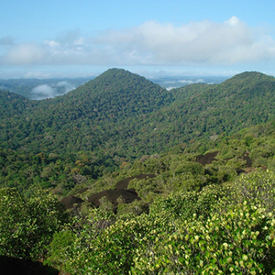 Décryptage des saisons de fructification d’une forêt amazonienne en Guyane