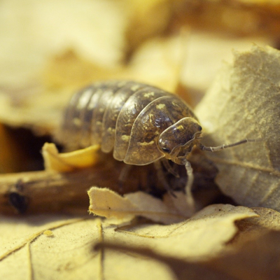 Vivre en association ou comment la coopération symbiotique confère un avantage dans l’adaptation à la vie terrestre