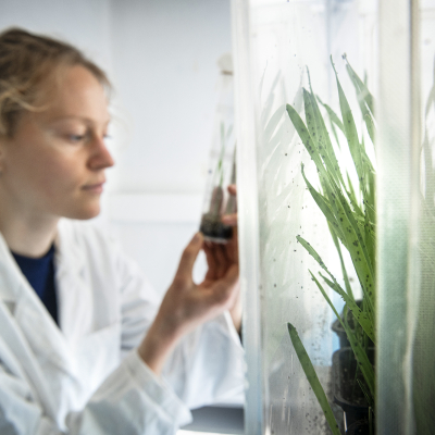 Observation d'une micro-cage dans laquelle sont conservés les pucerons collectés dans un champ de blé