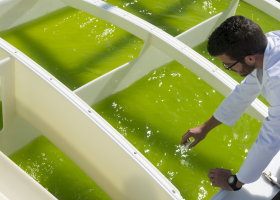 Prélèvement de microalgues Nannochloropsis mise en culture dans un bassin extérieur Raceway