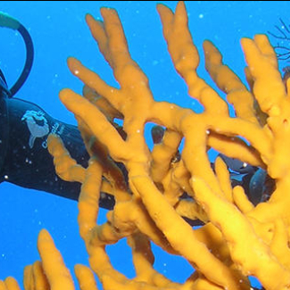 Fascinantes éponges de mer