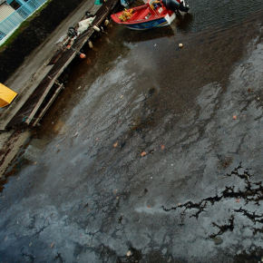 Biofilm bactérien en surface d’échouages de sargasses dans le port de pêche du Marigot, Martinique.