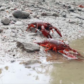 L’écrevisse de Louisiane (Procambarus clarkii)