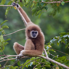 Un gibbon Hylobates lar