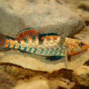 Photo Etheostoma caeruleum