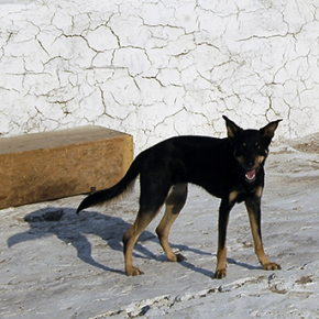 Coévolution bioculturelle entre l’homme et l’animal : quand le développement de l’agriculture influence le génome des chiens