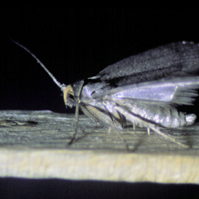 Les surprenantes capacités auditives d’un lépidoptère révélées