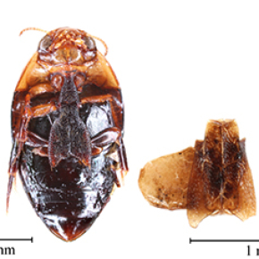 Erosion de la diversité d’insectes : conséquence de l’élévation du niveau de la Méditerranée depuis 7000 ans