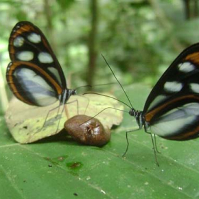 Qui se ressemble s’assemble... dans différents microhabitats : étonnante diversité des papillons mimétiques amazoniens