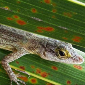 Des fouilles en Guadeloupe révèlent l'impact de l'Homme sur un lézard endémique 