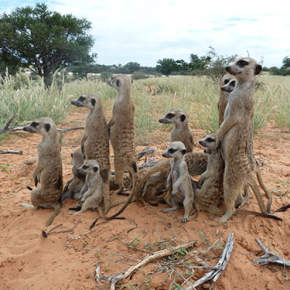 Comme un parfum de suricate