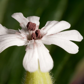 La théorie dominante sur l'évolution des chromosomes sexuels remise en cause