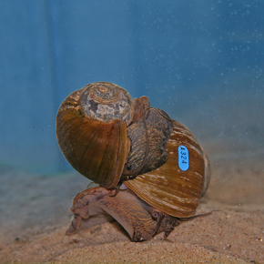 Evolution : mise en évidence des mécanismes de spéciations grâce aux escargots du Malawi