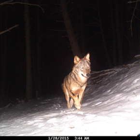 « Loup y es-tu » ? De l’utilisation d’un réseau d’observateurs pour modéliser la dynamique de colonisation du loup en France