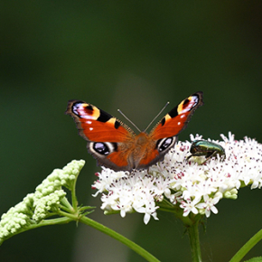 A la recherche des réseaux de pollinisation invisibles