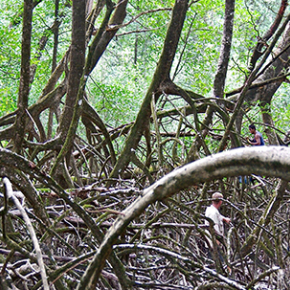 Les rythmes d'accumulation du carbone dans les mangroves quantifiés sur plus de 60 ans