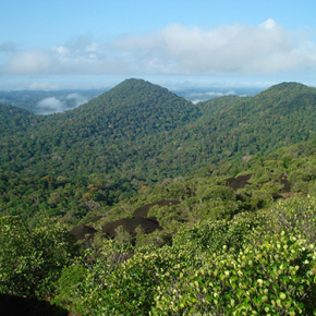 Décryptage des saisons de fructification d’une forêt amazonienne en Guyane