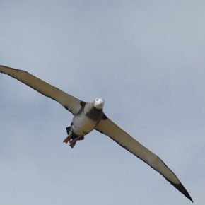 Les albatros sont les oiseaux les plus contaminés par le mercure