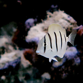 Une mémoire de poisson rouge