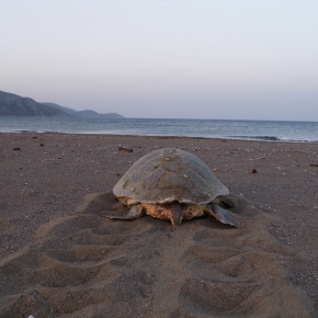 La dette climatique des tortues marines se creuse pendant que le monde se réchauffe