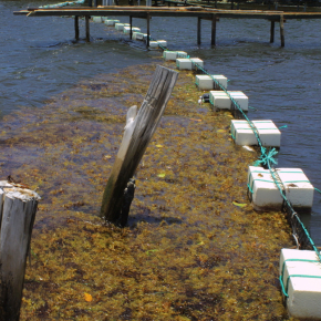 Barrage pour les algues sargasses réalisé pour prévenir leurs invasions